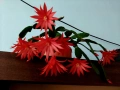 Великденче – великденски кактус, снимка 7