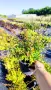 Абелия Грандифлора Прострата, Аbelia Grandiflora Prostrata!!!, снимка 12