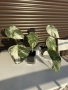 Monstera Albo Variegata (Монстера Албо Вариегата), снимка 1
