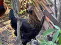 Ярки и кокошки! , снимка 12