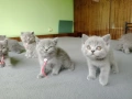 Британчета котета, снимка 5
