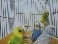 продавам вълнисти папагали, снимка 2
