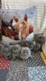 Котета Шотландски Фолд и Котета Британка Късокосместа , снимка 2