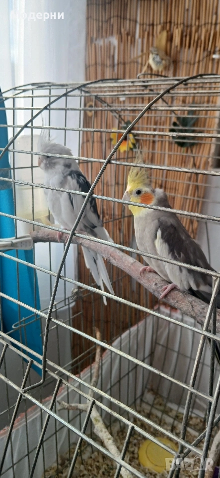Корели мъжки и женска, снимка 1