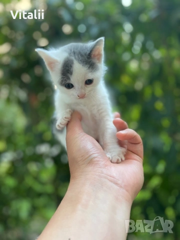 Котенца