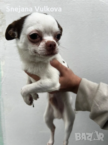 Продавам мини Чихи мамченце, снимка 2 - Чихуахуа - 54082001