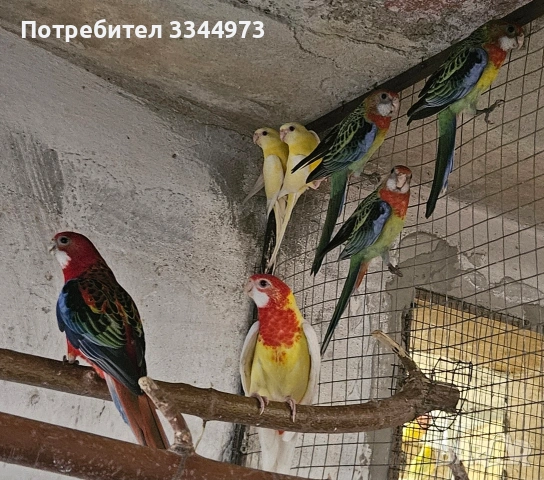 папагали, снимка 10 - Папагали - 55080310