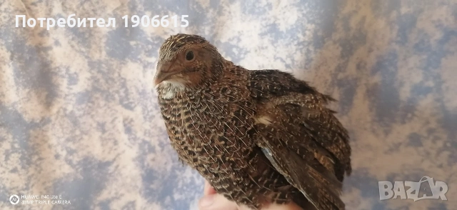 Пъдпъдъчи яйца, оплодени и за консумация , снимка 8 - други­ - 54754648