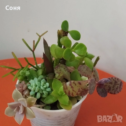 Сукуленти микс, вкоренени, снимка 6 - Стайни растения - 54008965