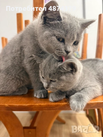 🐾 Прекрасни женски котенца Британска късокосместа търсят своя дом 🐾, снимка 4 - Британска късокосместа - 55143627