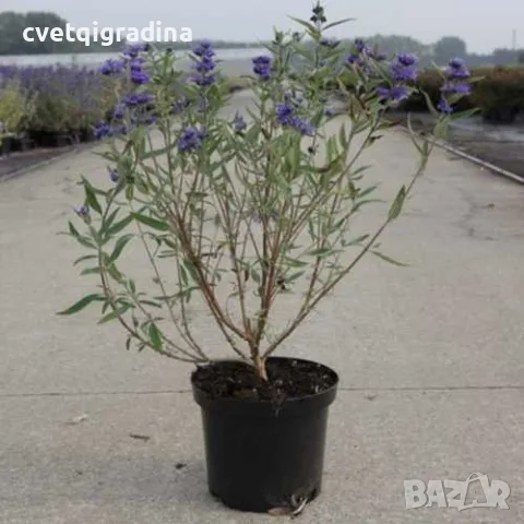 Caryopteris ‘Heavenly Blue'(Кариоптерис ‘Небесносин’), снимка 3 - Градински цветя и растения - 55639316