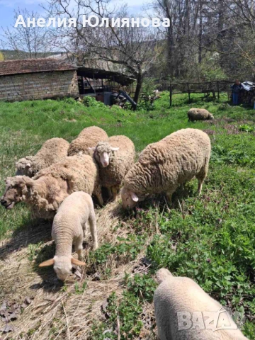 Овце и два коча, снимка 3 - За селскостопански - 54283161