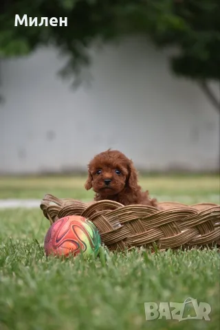 Той пудел Toy poodle, снимка 5 - Пудели - 55006000