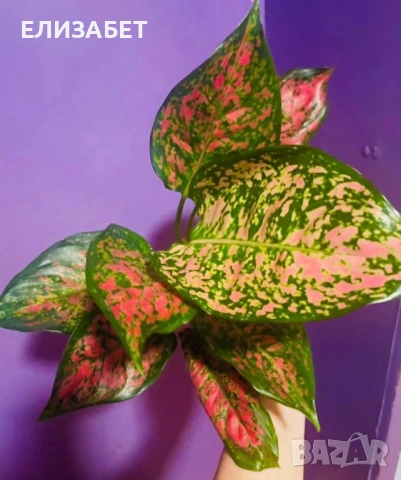 Aglaonema