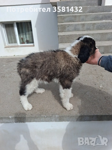 Санбернар, снимка 2 - Санбернари - 54037249