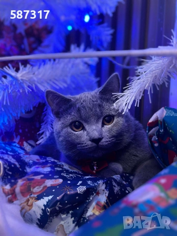 Котенце , шотландско клепоухо, снимка 3 - Британска късокосместа - 55103584
