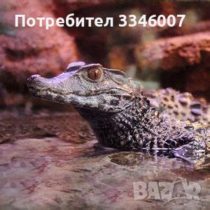 Хотел за екзотични животни, снимка 8 - Змии - 54117225