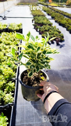 Евонимус Браво, Euonymus japonicus Bravo, снимка 5 - Градински цветя и растения - 54457987