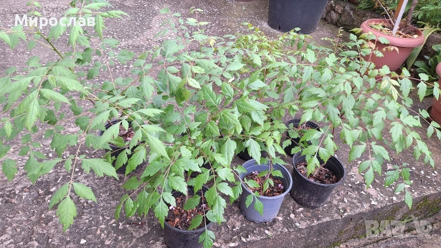 Продавам декоративно растение Китайски мехурник (Koelreuteria paniculata), снимка 2 - Градински цветя и растения - 51422603