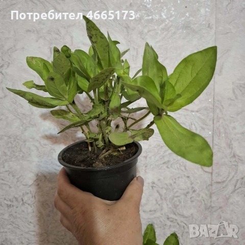 Градинска Циния, снимка 5 - Градински цветя и растения - 54724450