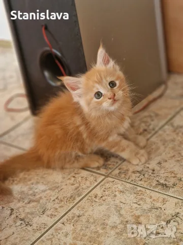 котенца Мейн Куун, снимка 4 - Мейн кун - 55670869
