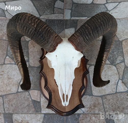 Трофеи от муфлони.Рога., снимка 2 - Други - 54526092