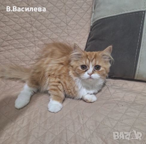 Персийски котета, снимка 11 - Персийска - 53958055
