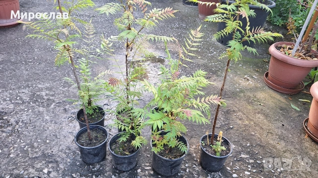 Продавам декоративен храст Сорбария (Sorbaria)
