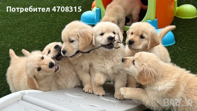 Голдън ретривър момче родословен баща, снимка 9 - Голдън ретривър - 54366591