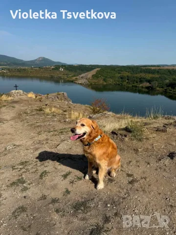 🐶 Продавам прекрасни кученца! 🐶  Търсят своя нов, любящ дом! ❤️  Малки, здрави, игриви, снимка 3 - Немска овчарка - 55397941