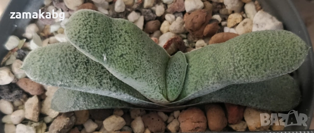 Гастерия (Gasteria Glomerata) сукулент примерна снимка