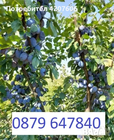 Продавам сини сливи за ракия