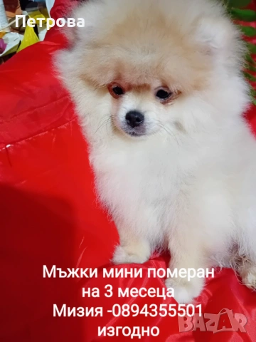 Мини померанче момче