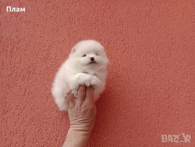 Померани.Реални снимки !, снимка 2 - Померан - 54049700