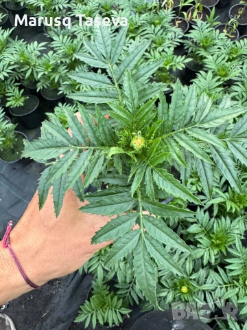 Тагетис , снимка 3 - Други стоки за дома - 54329501