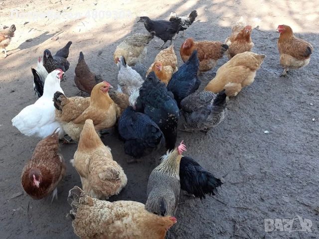 Селски кокошки, снимка 8 - Кокошки и пуйки - 54326302