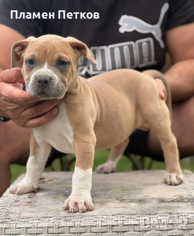 Американско були , снимка 7 - Питбул - 54315310