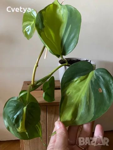 Philodendron brazil