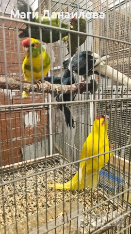 Свободни папагали