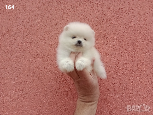 Мини мъжки Померан. Реални снимки от 27.04.26 г., снимка 3 - Померан - 54314213