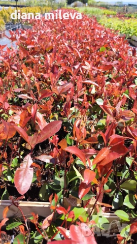 Фотиния Ред Робин, Photinia fr. Red Robin, снимка 11 - Градински цветя и растения - 49185099