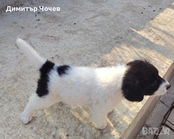Кученца каракачанки, снимка 4 - Каракачанска овчарка - 55168960