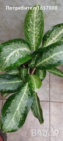 Аглаонема Milky way , снимка 2 - Стайни растения - 54174748