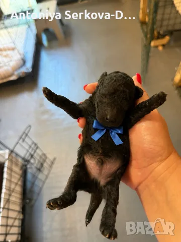 Poodle toy/Пудел Той