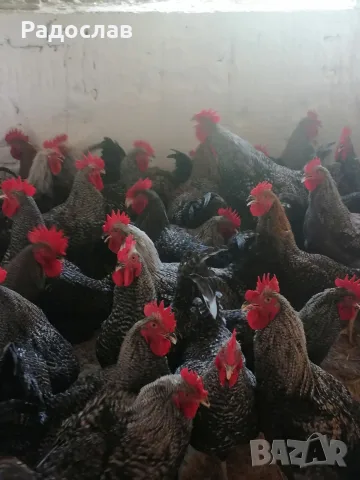 Петли млади Супер Харко домашни, кокошки, пилета, яйца, ярки 