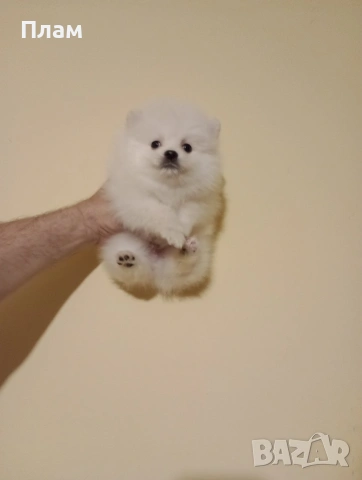 Померани. Мъжки и женски., снимка 4 - Померан - 54209473