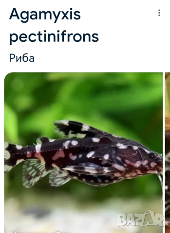 Продавам два сома Агамикс