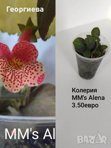 колерия , снимка 7 - Стайни растения - 54716817