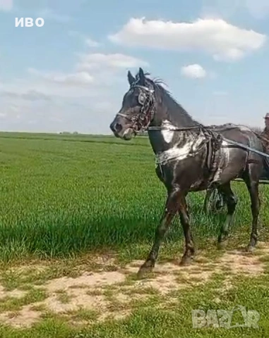 мъжко конче две годишно , снимка 3 - Коне - 54460713