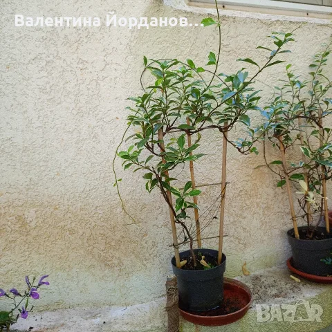 ароматен жасмин студоустойчив вечно зелен 